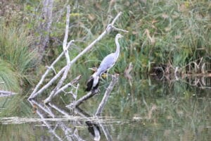 Héron cendré et cormoran