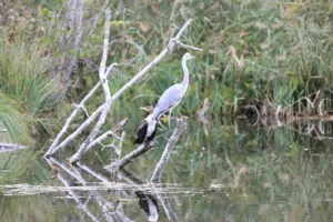 Héron cendré et cormoran