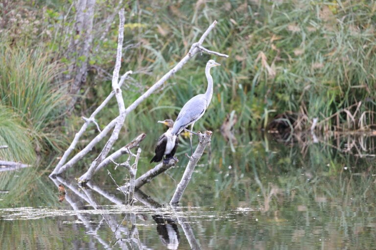 Héron cendré et cormoran