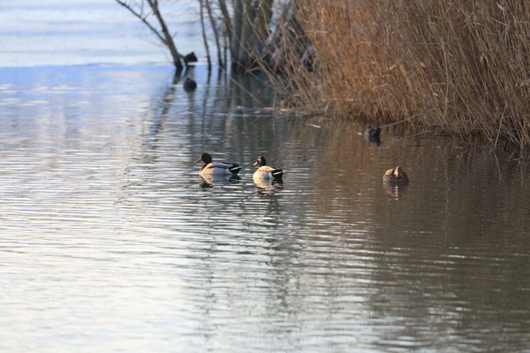 Canards Colvert