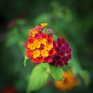 Lantana Passionfruit