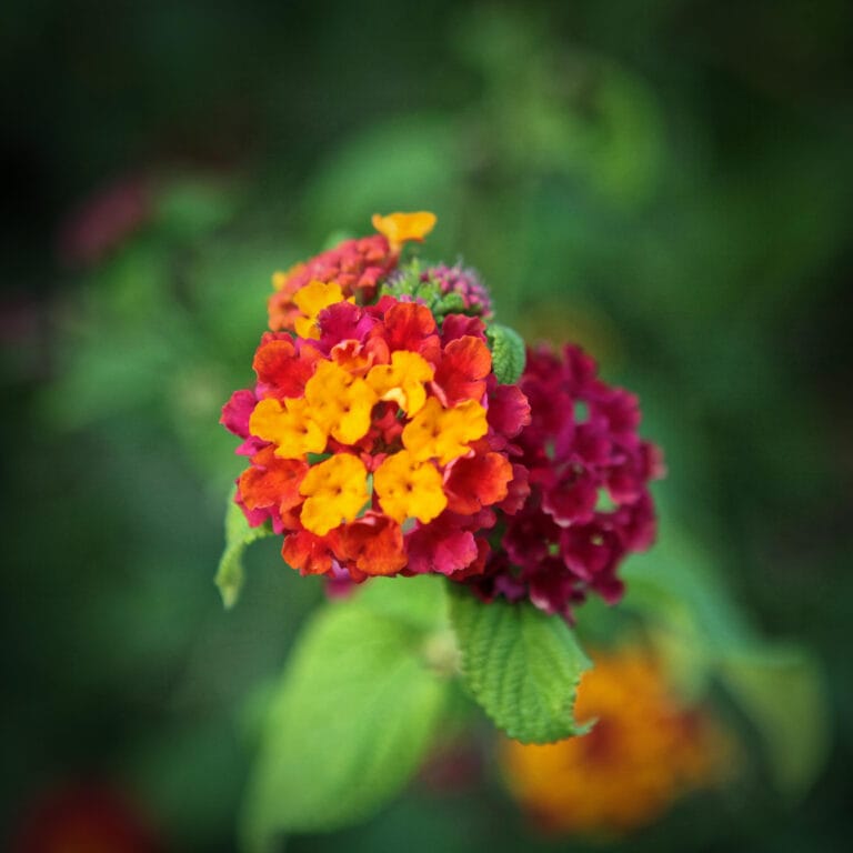 Lantana Passionfruit