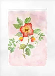 Rose sauvage